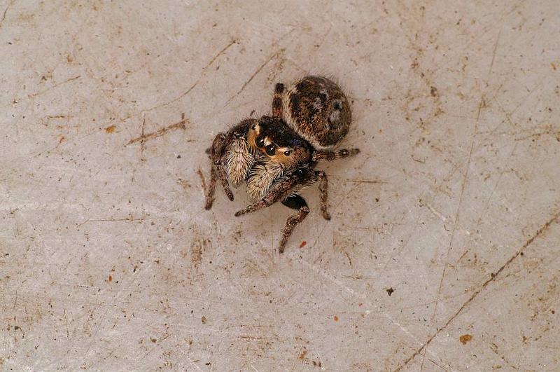 Simaetha_thoracica_D7873_Z_88_North Stradbroke island_Australie.jpg